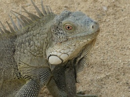 Iguana IMG 5650